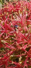 Leucocelis