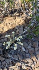 Pelargonium luteolum