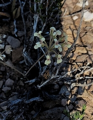 Pelargonium luteolum