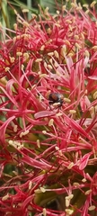 Leucocelis