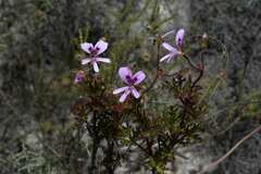 Pelargonium scabroide