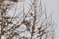 Carduelis carduelis