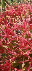 Leucocelis