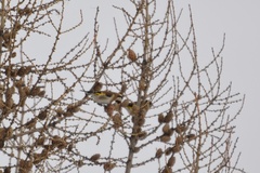 Carduelis carduelis