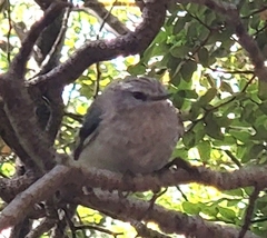 Acanthisitta chloris