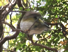 Acanthisitta chloris
