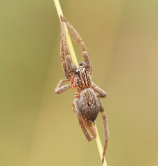 Mituliodon tarantulinus