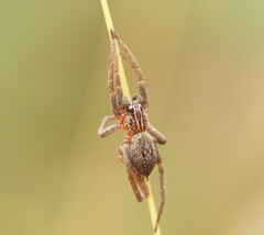 Mituliodon tarantulinus