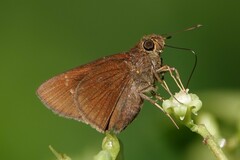Caltoris cormasa