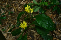 Calanthe striata