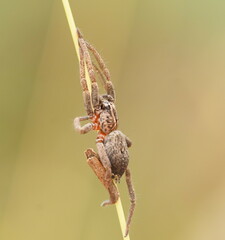 Mituliodon tarantulinus