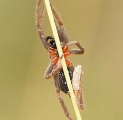 Mituliodon tarantulinus