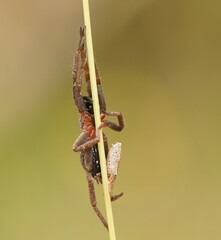 Mituliodon tarantulinus