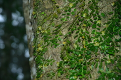 Gastrochilus formosanus