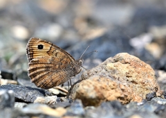 Pseudochazara graeca