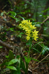 Calanthe striata