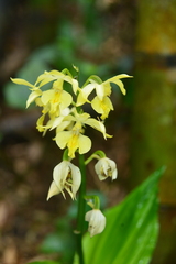 Calanthe hsinchuensis