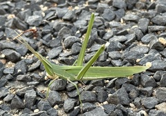 Acrida conica