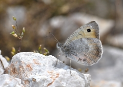 Pseudochazara graeca