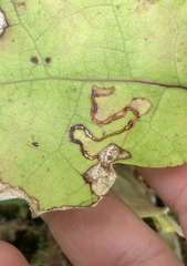 Stigmella cypracma