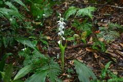 Calanthe aristulifera