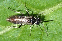 Macrophya albicincta