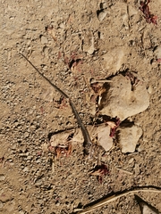 Sphenomorphus maculatus