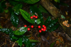 Ardisia brevicaulis