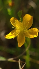 Hypericum lalandii