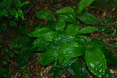 Acanthophippium striatum