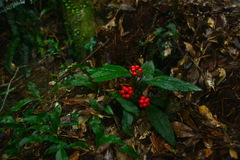 Ardisia brevicaulis