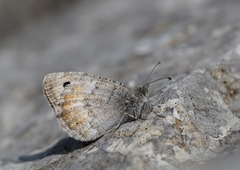 Pseudochazara graeca