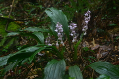 Calanthe aristulifera