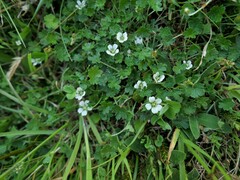 Geranium brevicaule