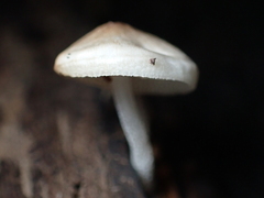 Favolaschia