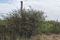 Trichocereus spachianus