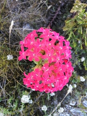 Crassula coccinea