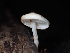 Favolaschia