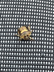 Aspideurus flavescens