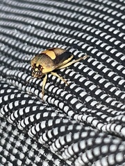 Aspideurus flavescens