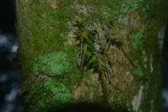 Oberonia arisanensis