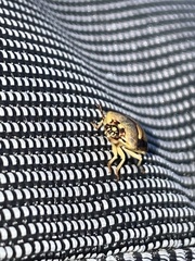 Aspideurus flavescens