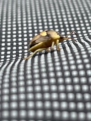 Aspideurus flavescens