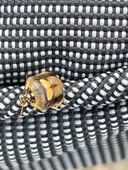 Aspideurus flavescens