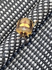 Aspideurus flavescens