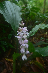 Calanthe aristulifera