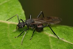 Polyrhachis armata