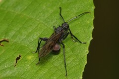 Polyrhachis armata