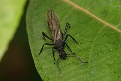 Polyrhachis armata