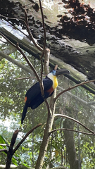 Ramphastos